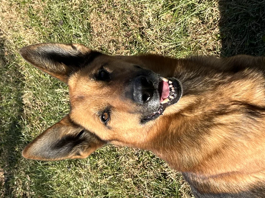 German shepherd featured by Adams K9